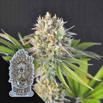 Malawi White Truffle - House of Seeds