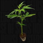 Mandarin Cookies R1 V2