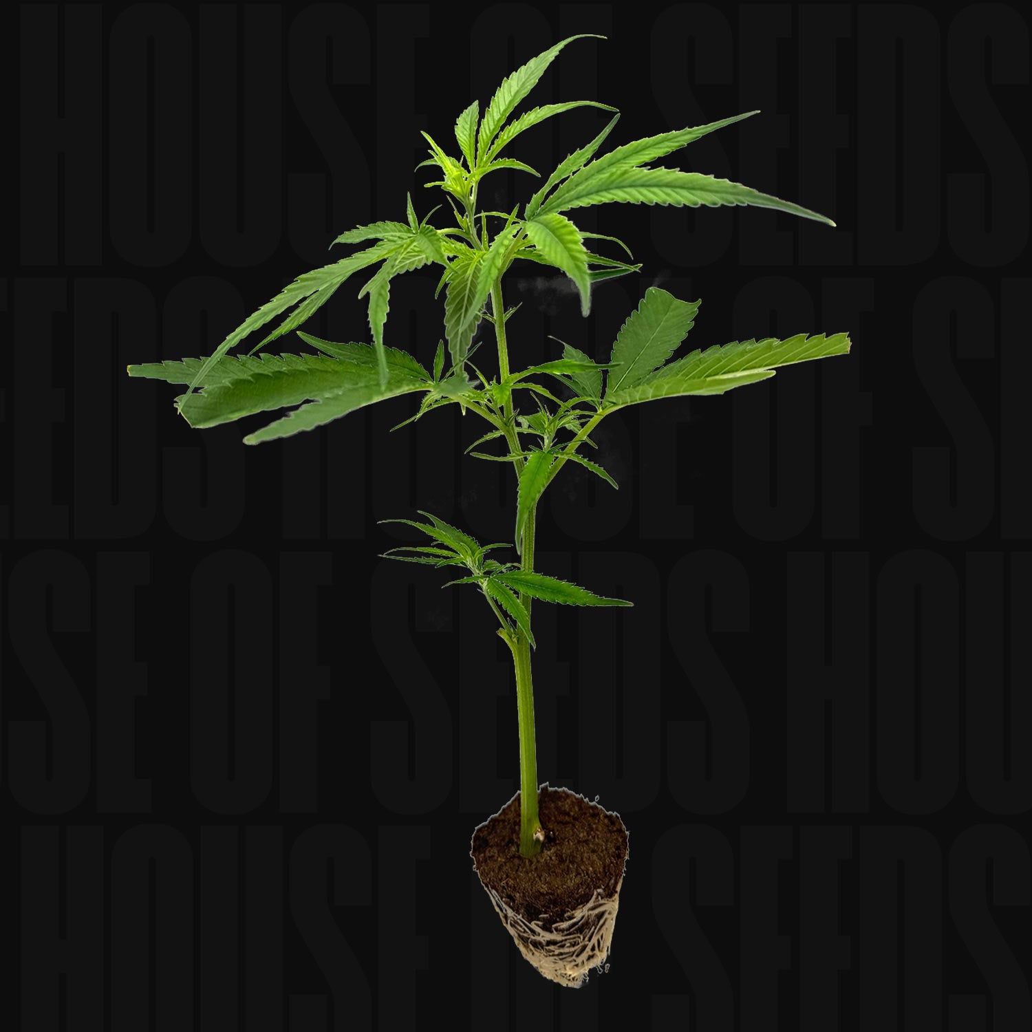 Mandarin Cookies R1 V2 - House of Seeds