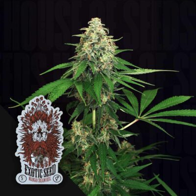 Mango Cream - House of Seeds