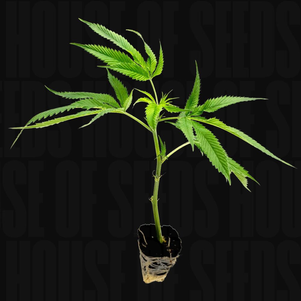 Mango Kush - House of Seeds