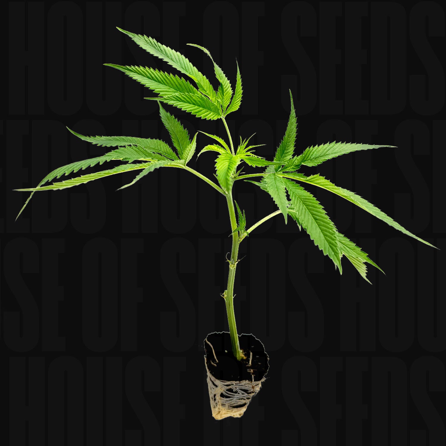 Mango Kush - House of Seeds