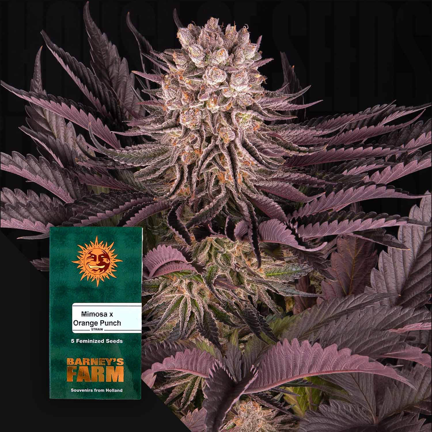 Mimosa x Orange Punch - House of Seeds