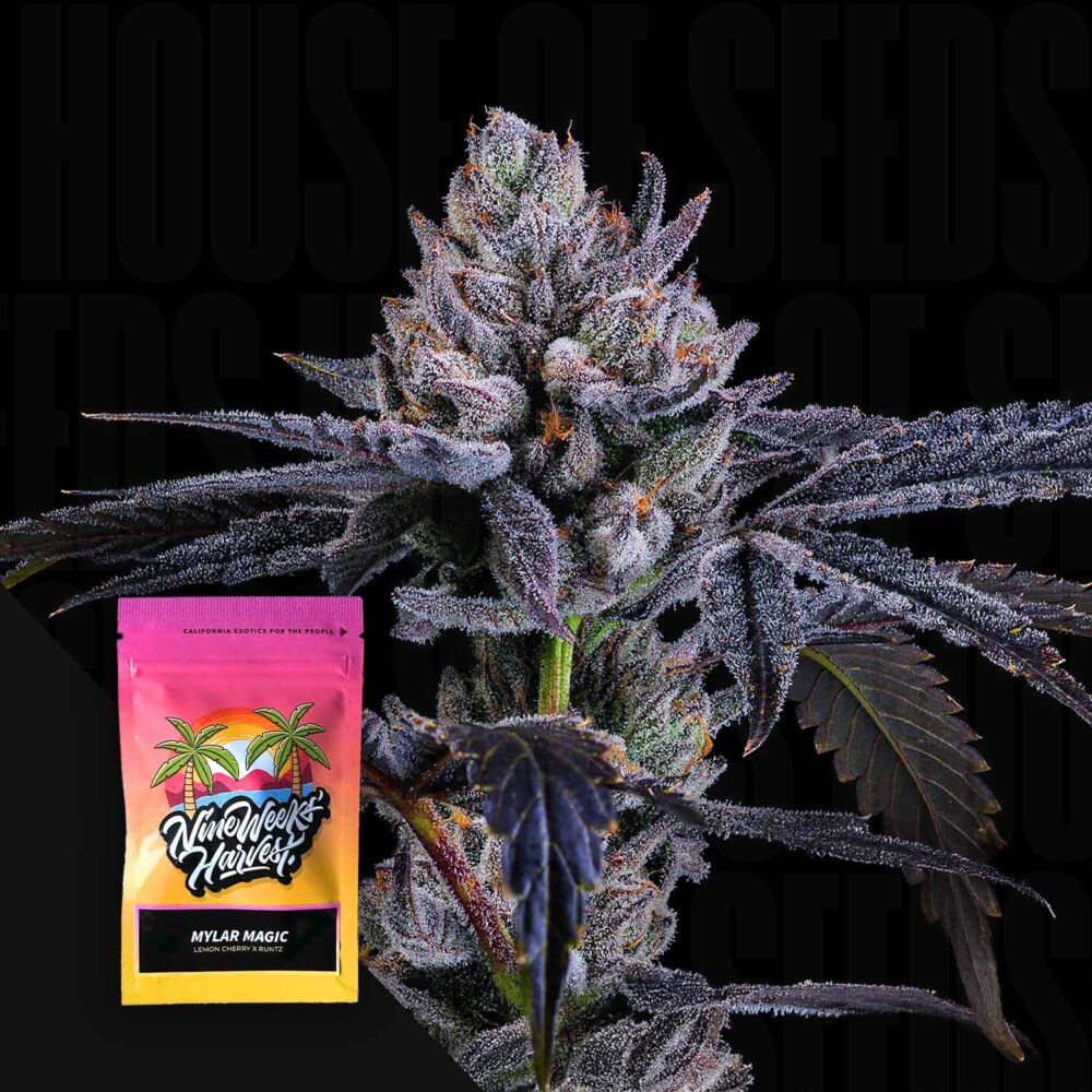 Mylar Magic - House of Seeds