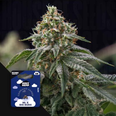 NL x Big Buds – House of Seeds