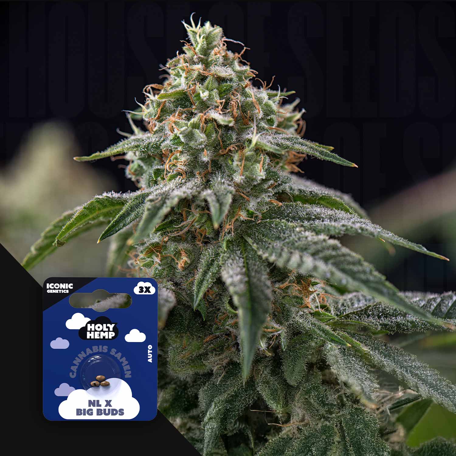 NL x Big Buds - House of Seeds