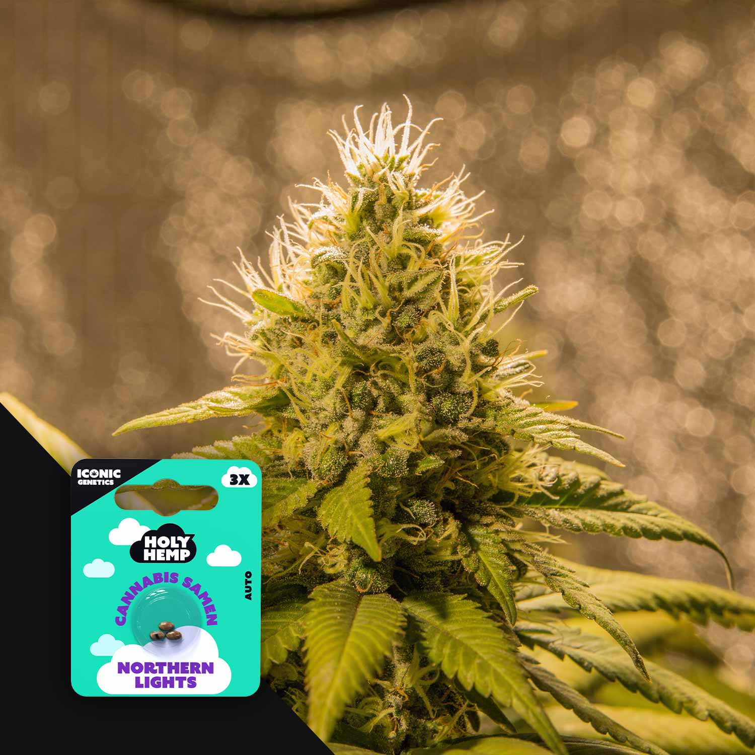 Northern Lights - House of Seeds