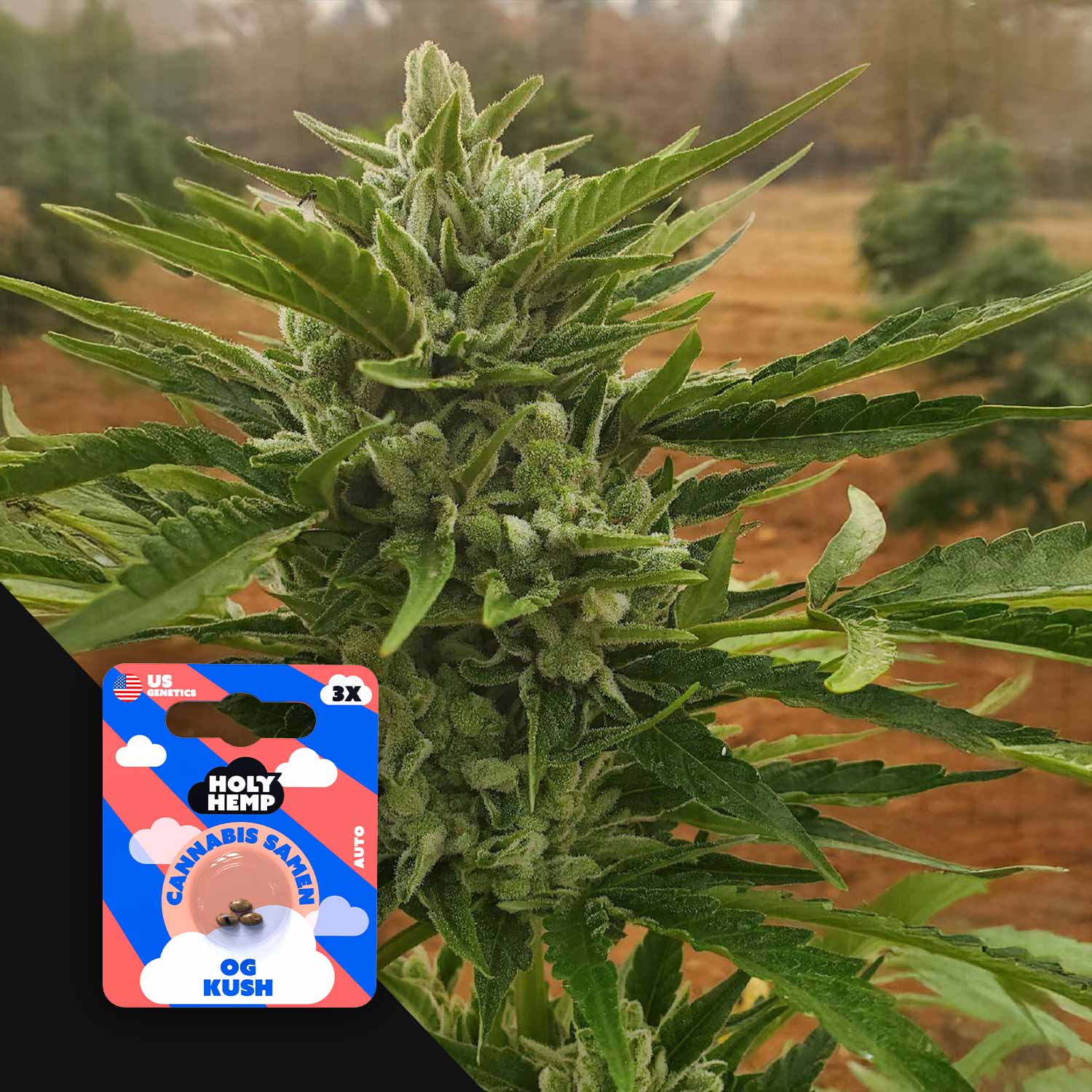 OG Kush - House of Seeds