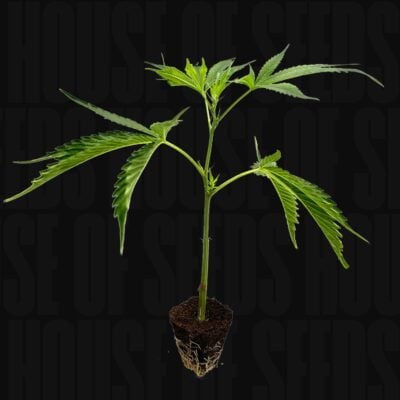 OG Kush - House of Seeds