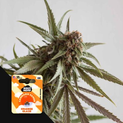 Orange Glaze - House of Seeds