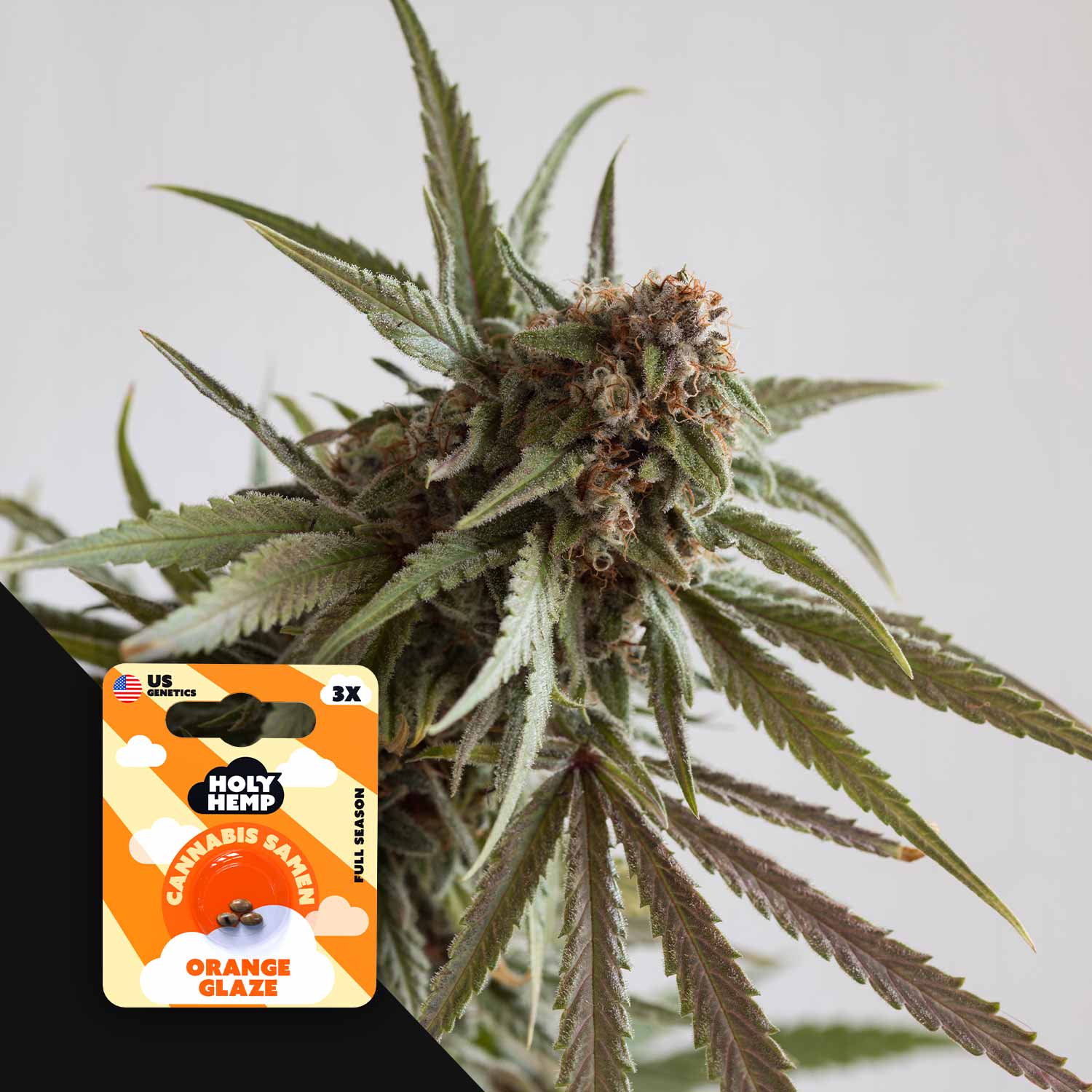 Orange Glaze - House of Seeds
