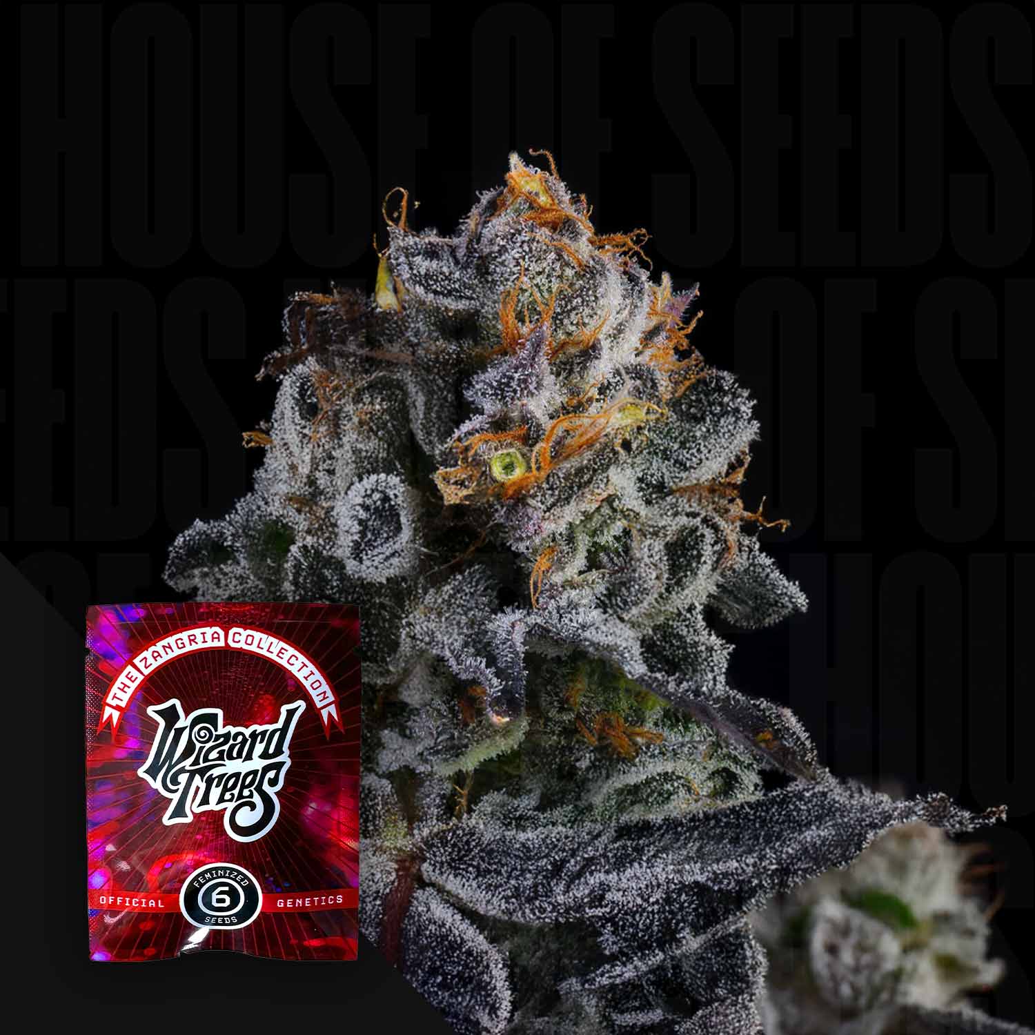 Papaya Drip x Zangria - House of Seeds