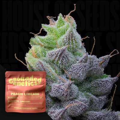 Peach Limeade - House of Seeds
