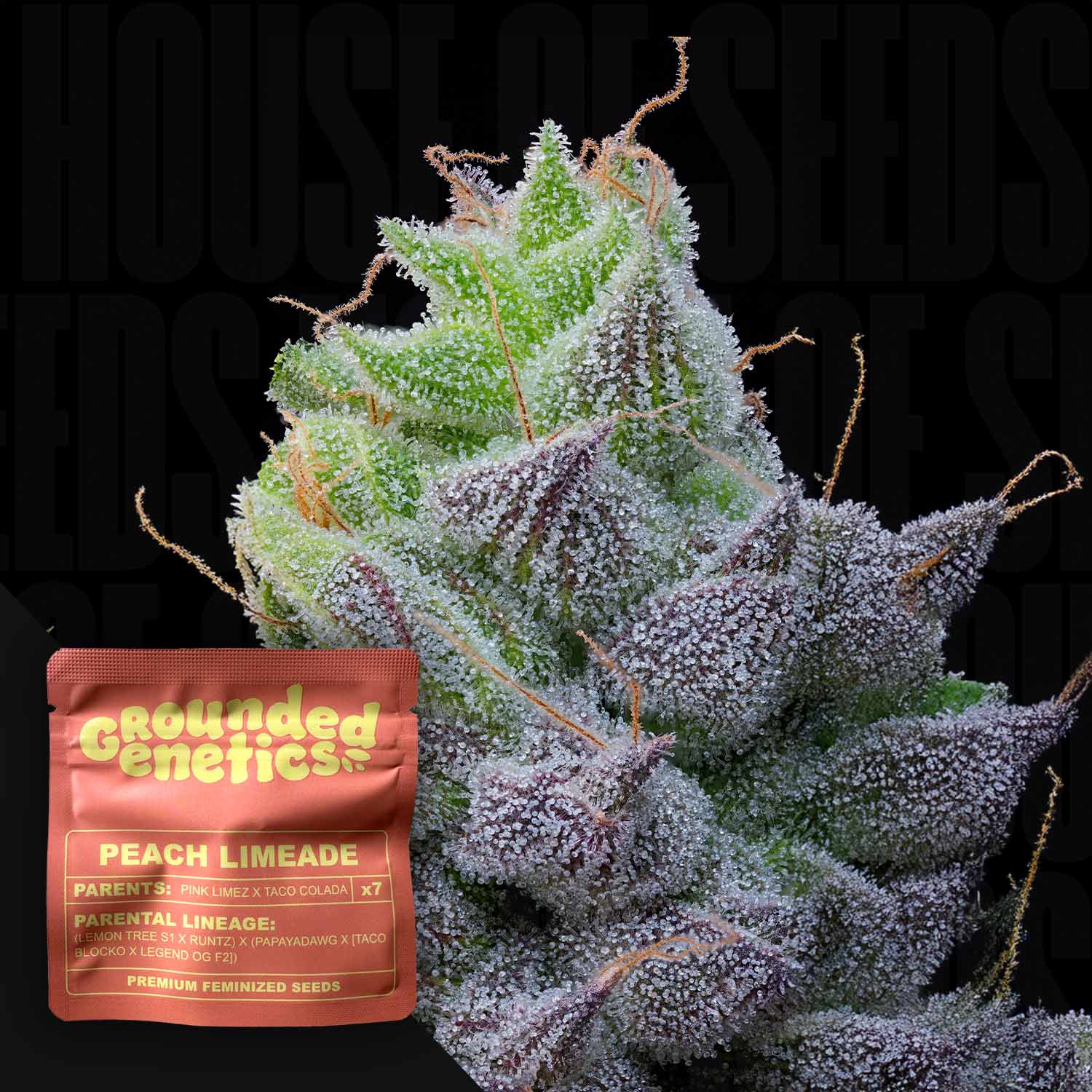Peach Limeade - House of Seeds