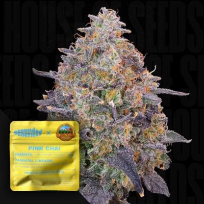 Pink Chai - House of Seeds