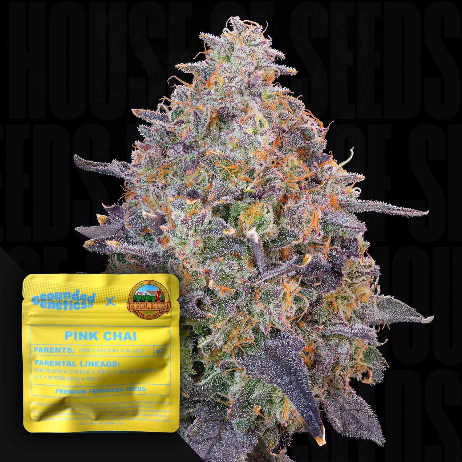 Pink Chai - House of Seeds