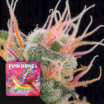 Pink Honey - House of Seeds