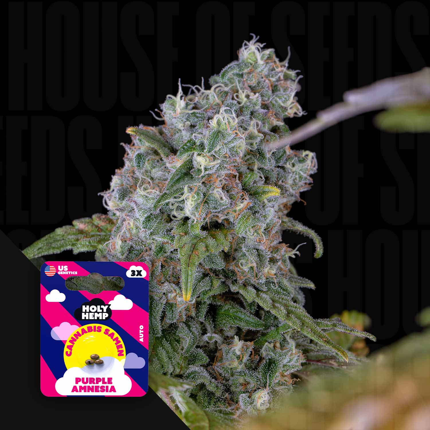 Purple Amnesia - House of Seeds