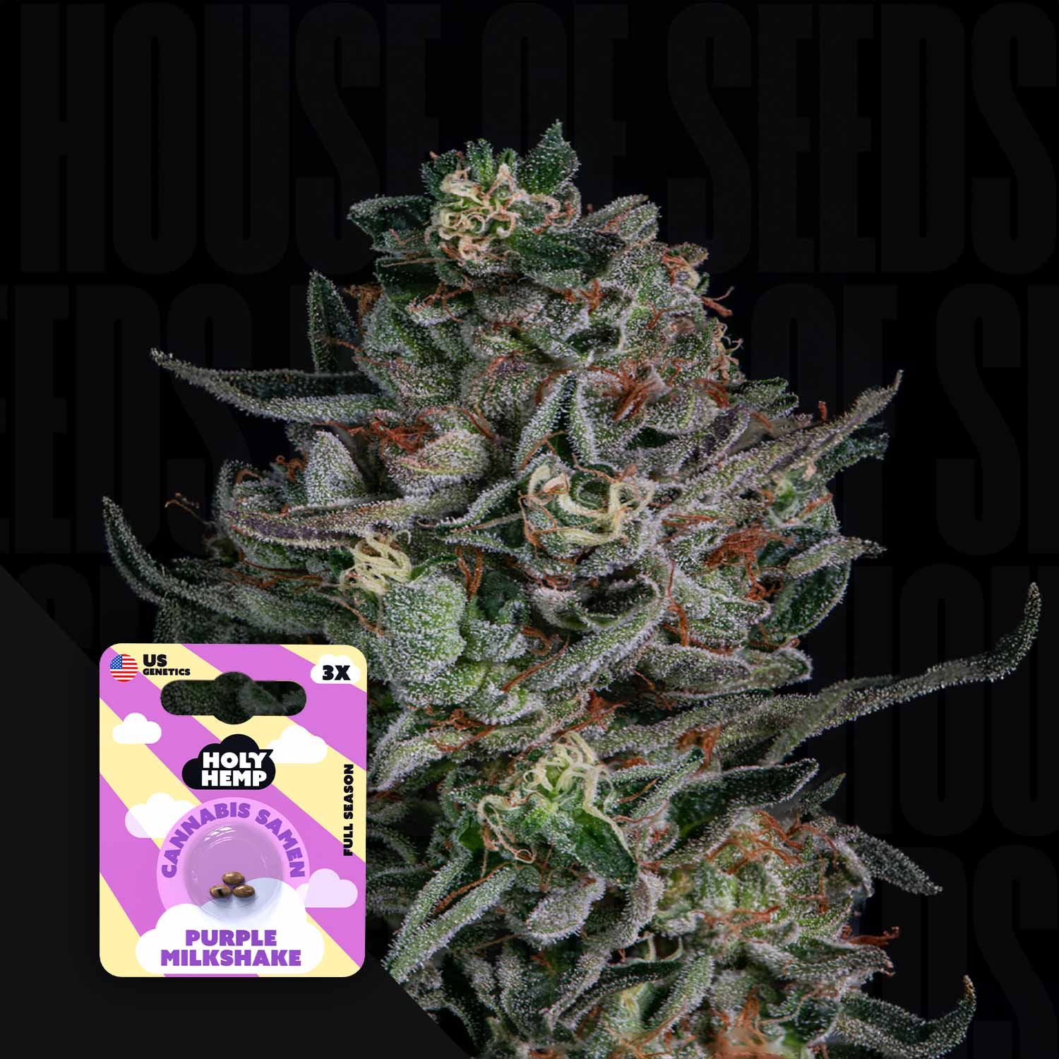Purple Milkshake - House of Seeds