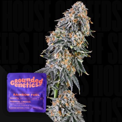 Rainbow Fuel - House of Seeds