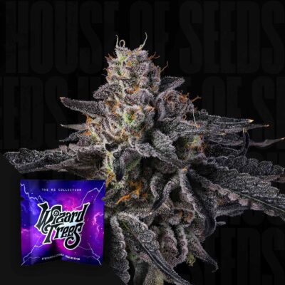 Rainbow Gelato - House of Seeds