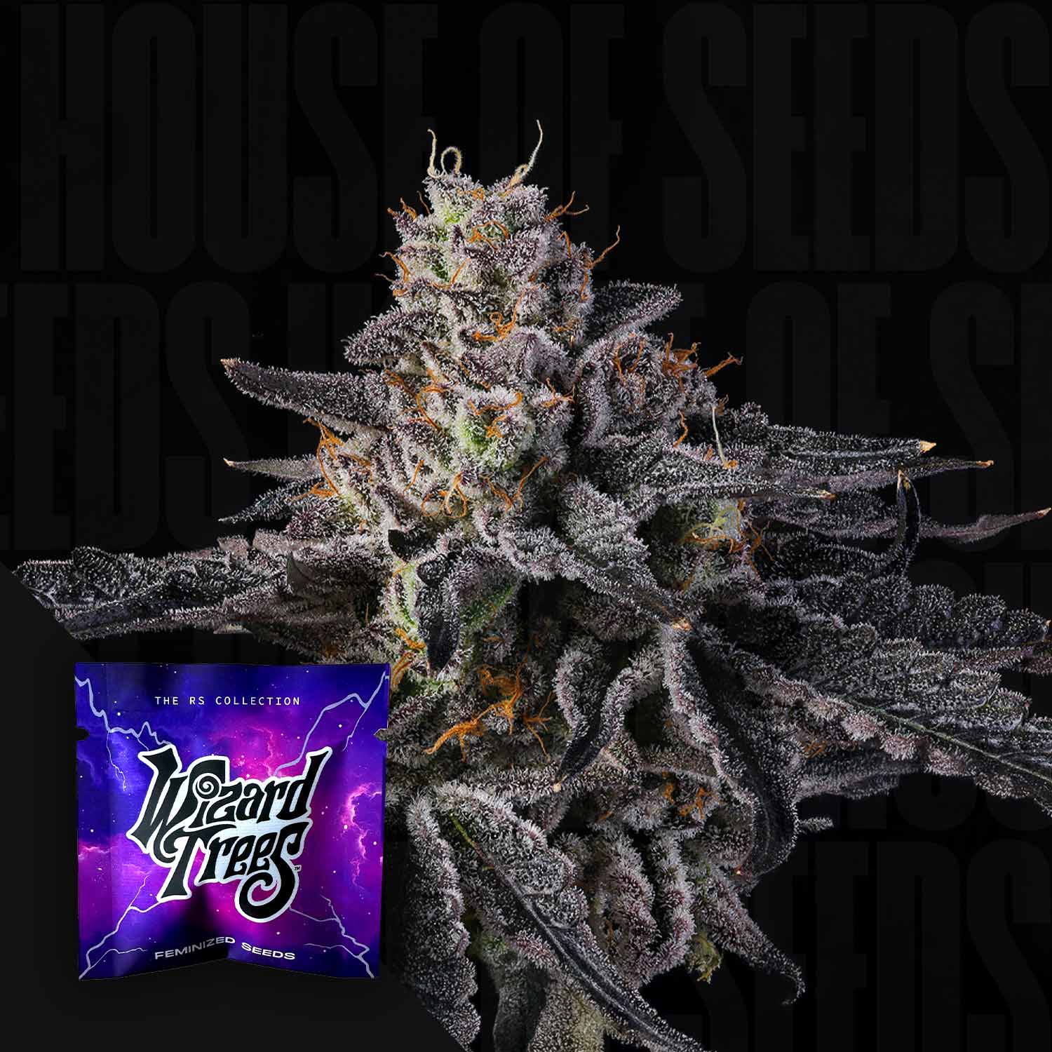 Rainbow Gelato - House of Seeds