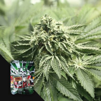 RLX OG Kush - House of Seeds