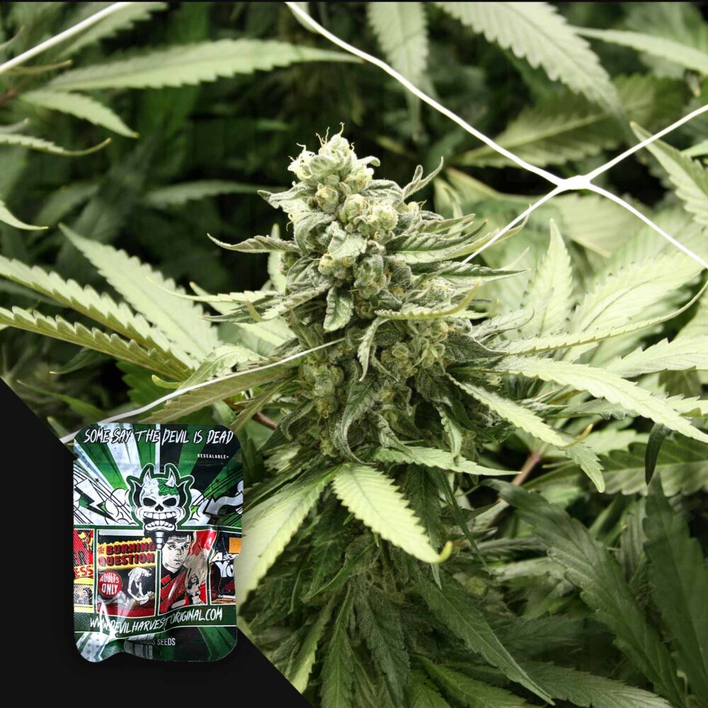 RLX Runtz - House of Seeds