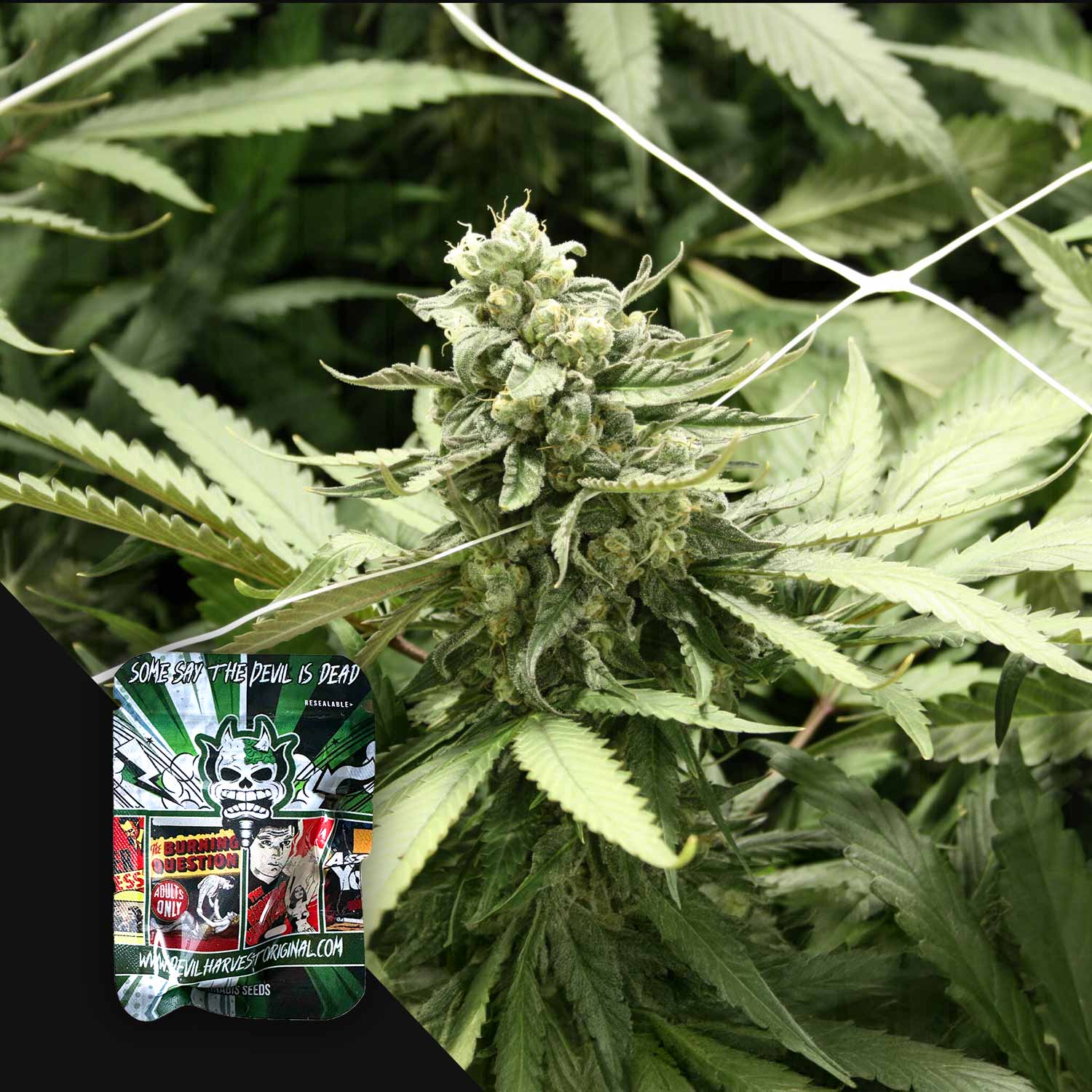 RLX Runtz - House of Seeds