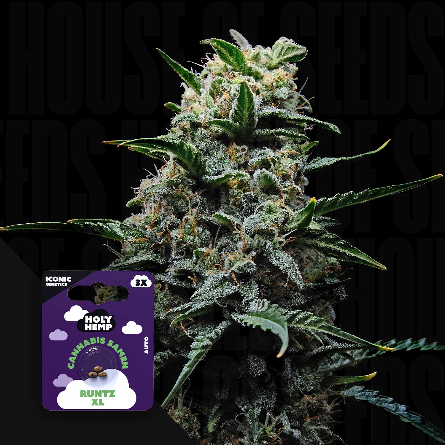 Runtz XL - House of Seeds