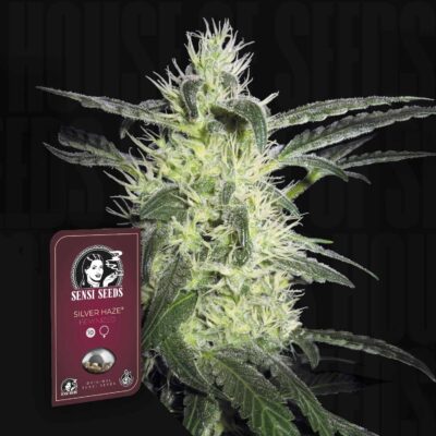 Silver Haze - House of Seeds
