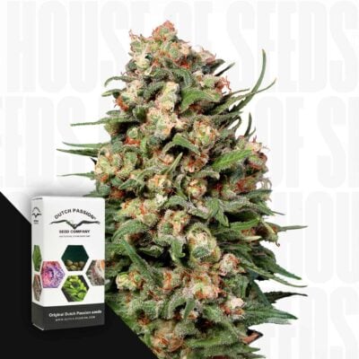 Skunk #1 - House of Seeds