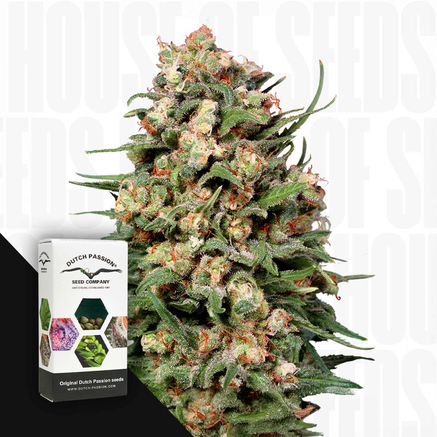 Skunk #1 - House of Seeds