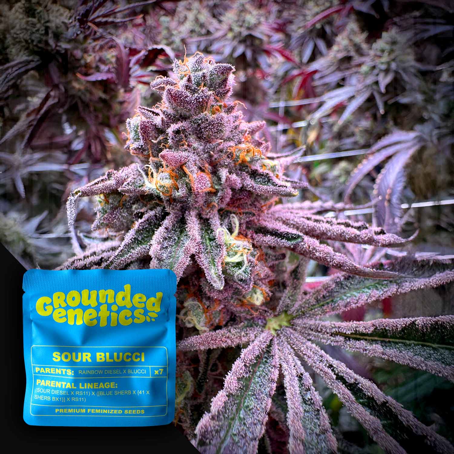 Sour Blucci - House of Seeds