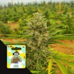 Sour Diesel