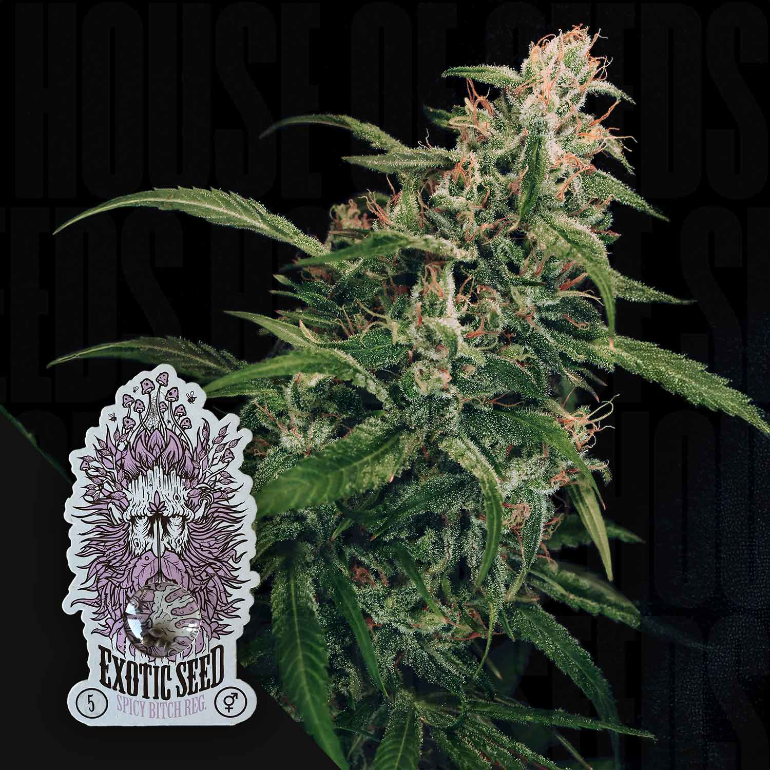 Spicy Bitch - House of Seeds