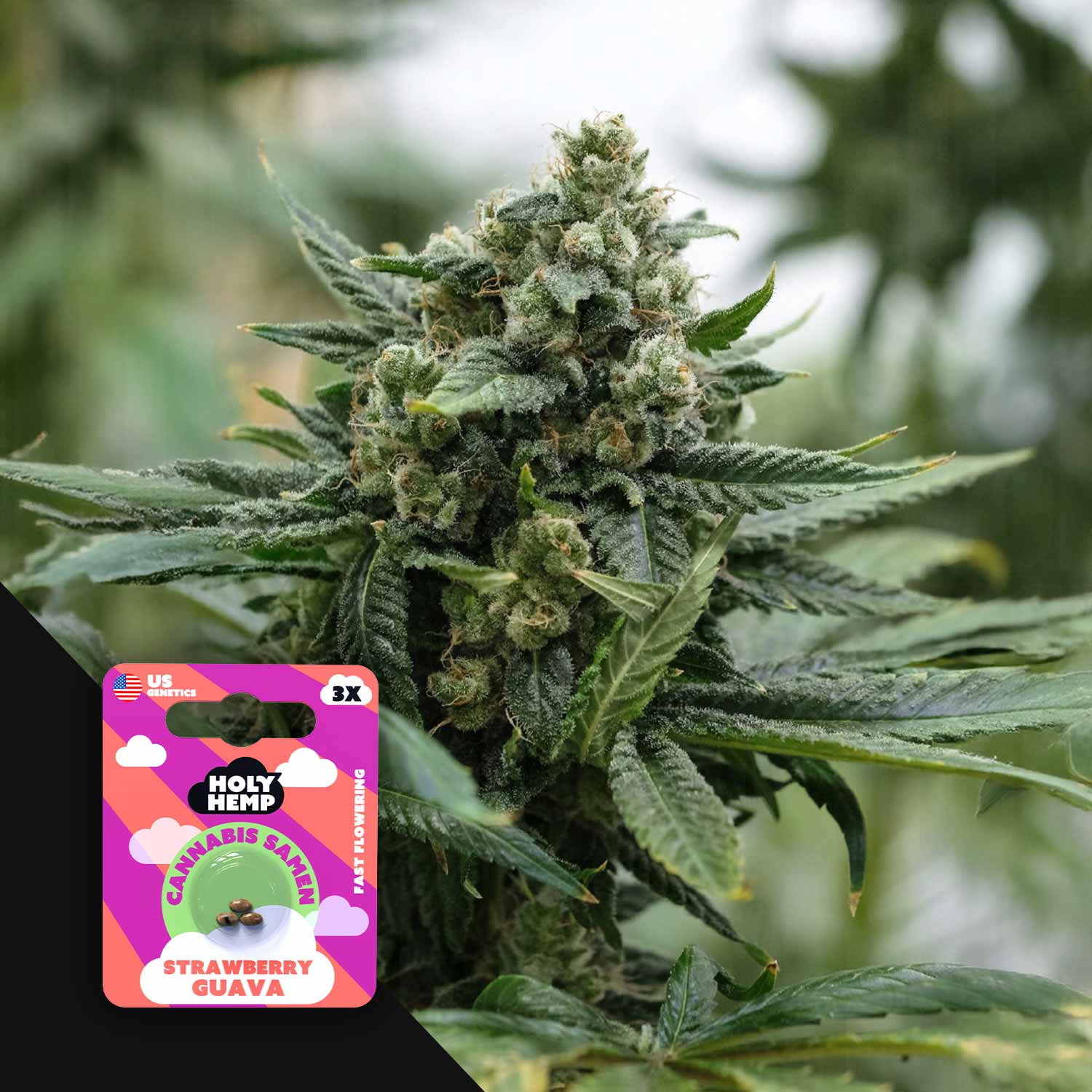 Strawberry Guava - House of Seeds
