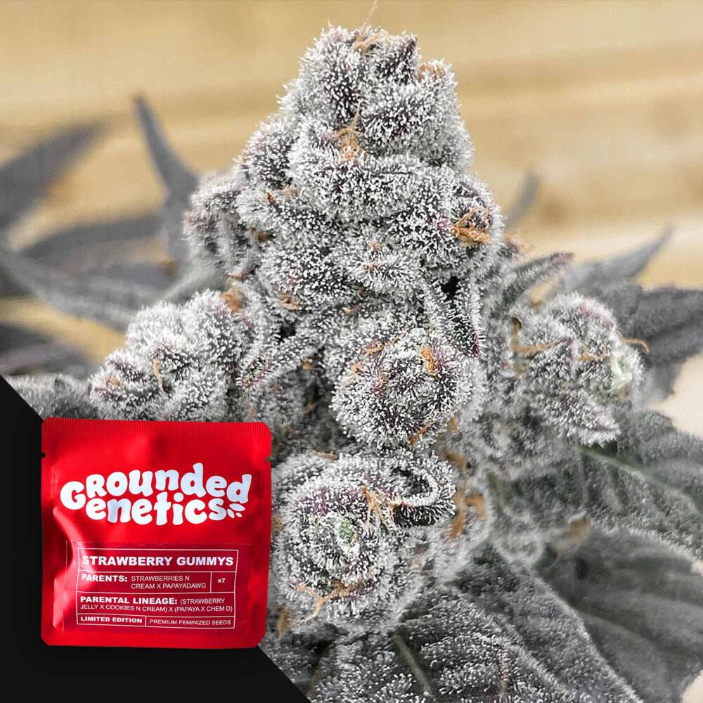 Strawberry Gummies - House of Seeds