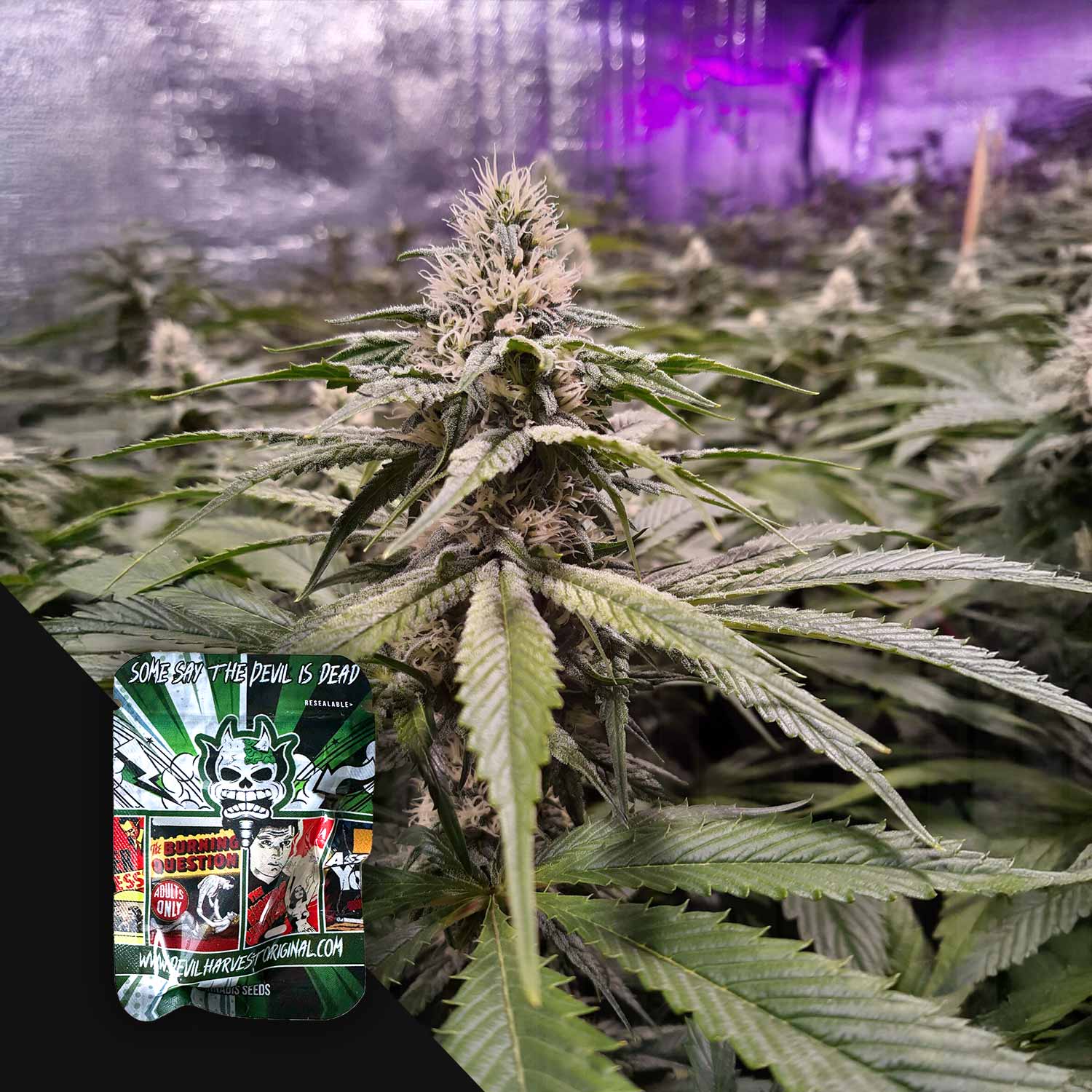 Strawberry Sour Diesel - House of Seeds
