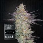 Super Lemon Haze x GMO