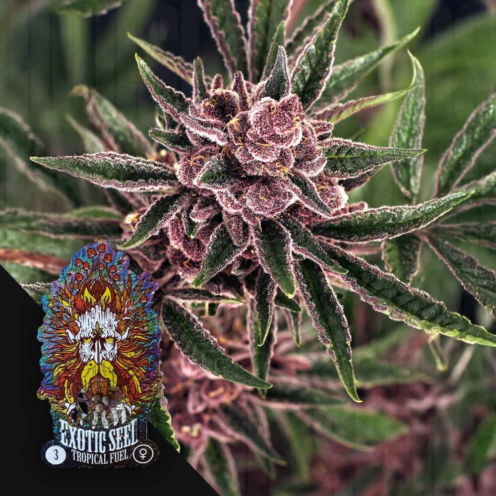 Tropical Fuel - House of Seeds