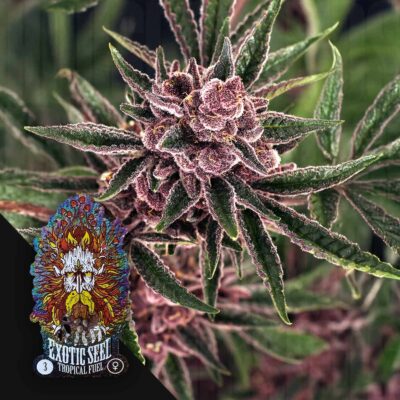 Tropical Fuel - House of Seeds