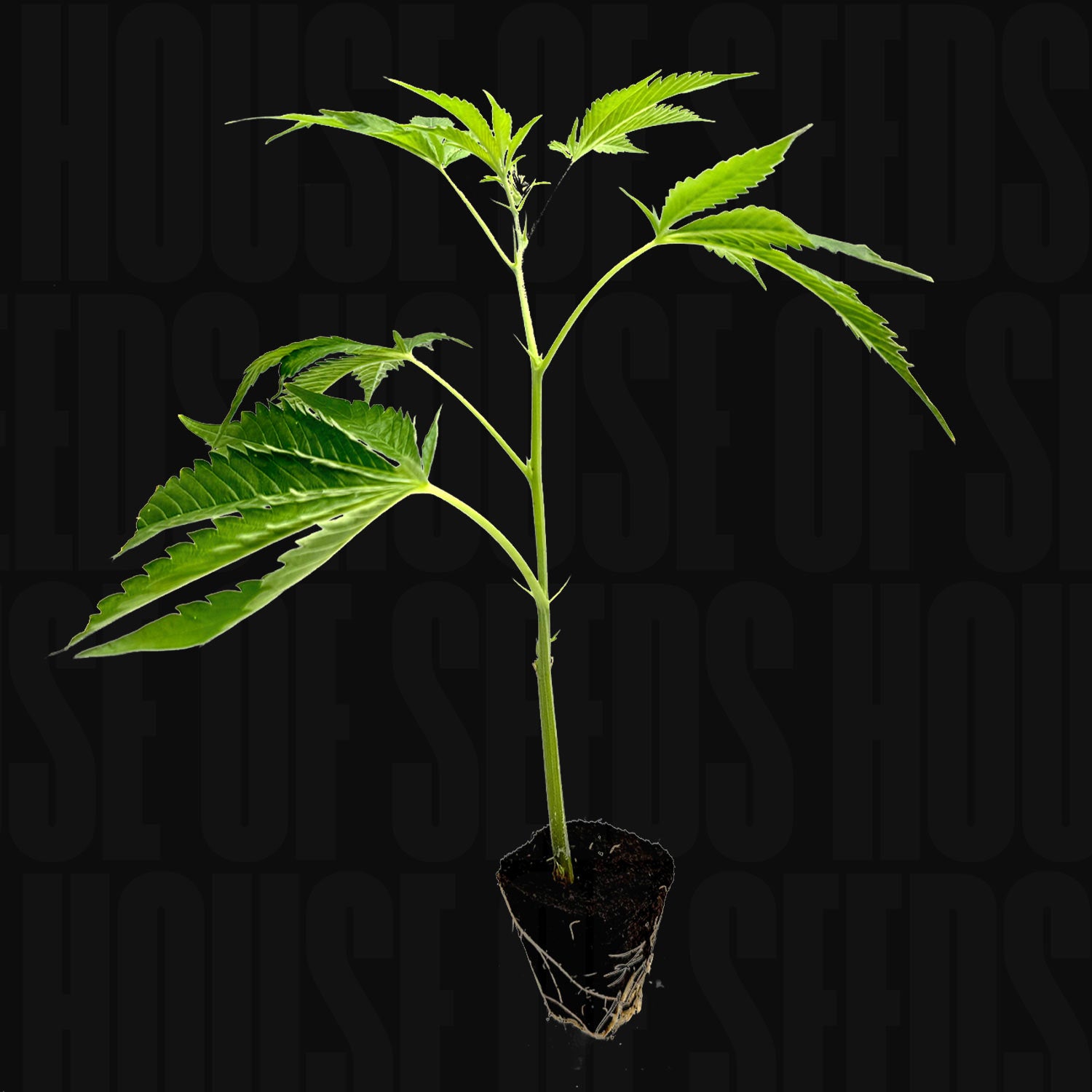 Tropical Gelato - House of Seeds