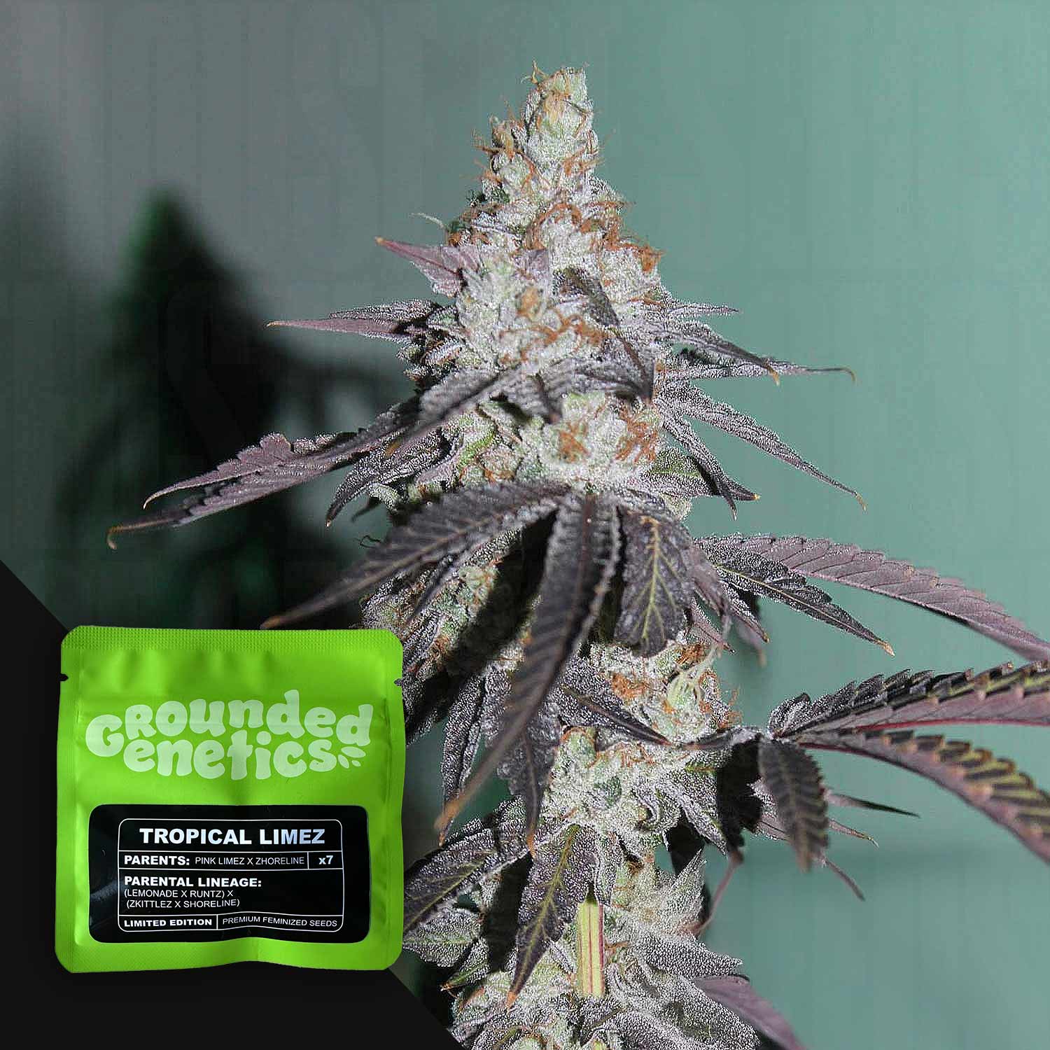 Tropical Limez - House of Seeds