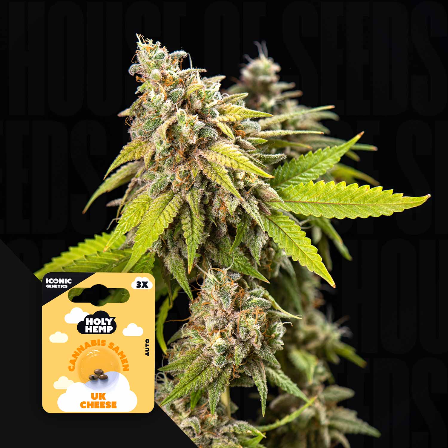 UK Cheese - House of Seeds