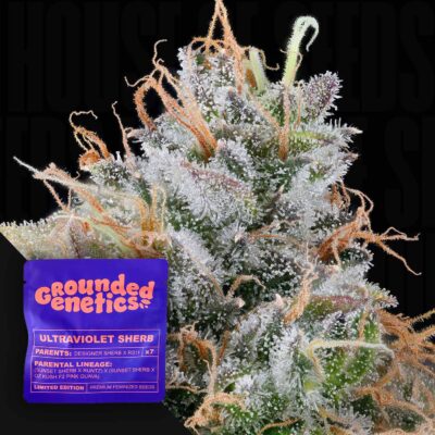 Ultraviolet Sherb - House of Seeds