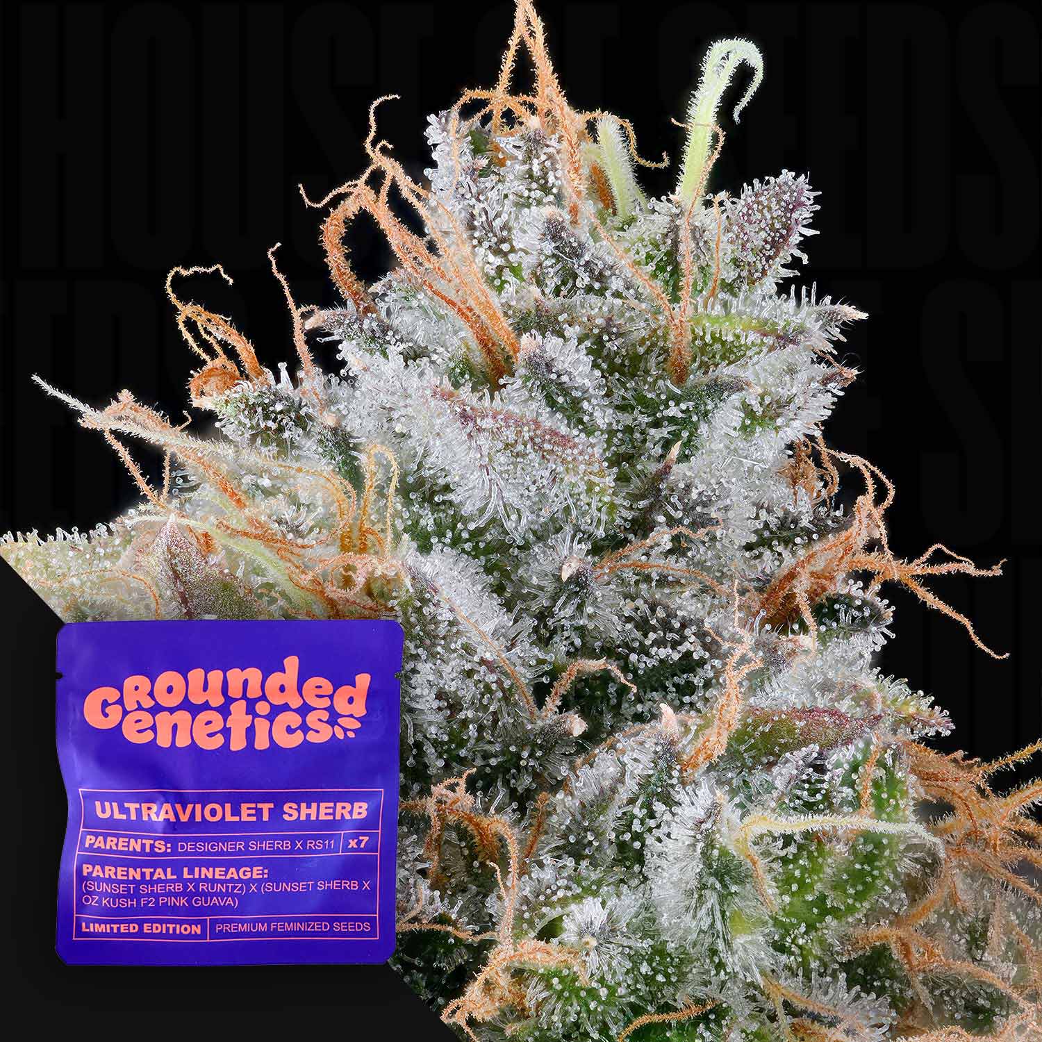 Ultraviolet Sherb - House of Seeds