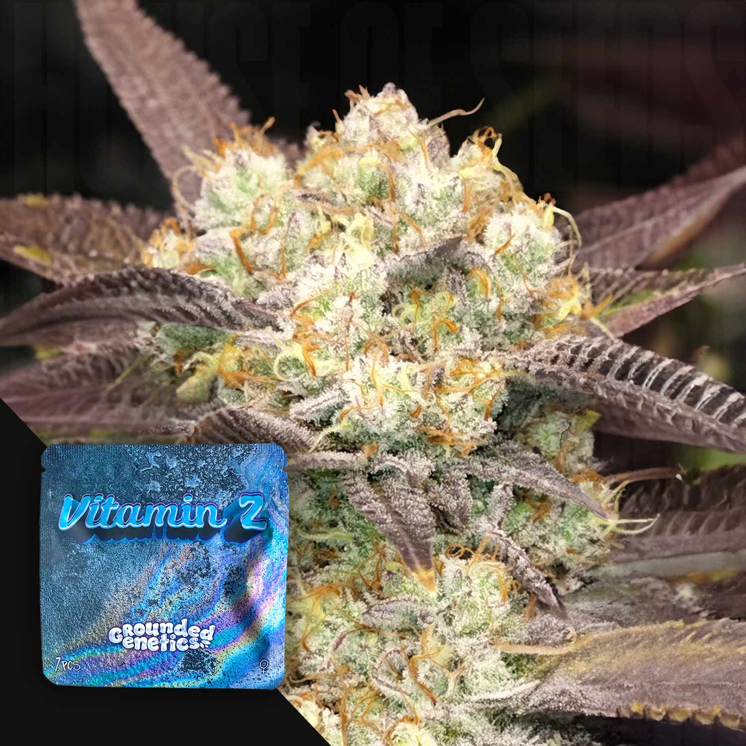 Vitamin Z - House of Seeds