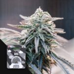 White Widow