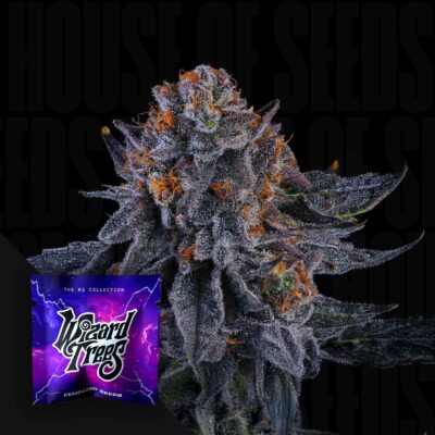 Wizard Fuel - House of Seeds